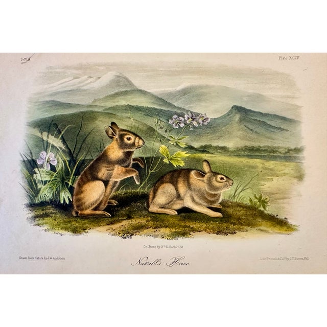 John James Audubon Nuttall's Hare Mountain Cottontail by John James Audubon, Original 1st Edition Octavo, 1842 For Sale - Image 4 of 4