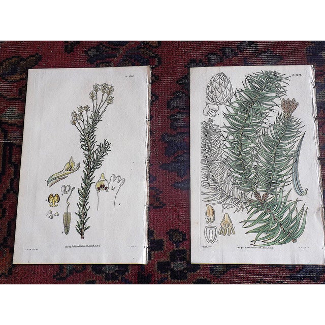 William Curtis Authentic Antique Early 19th Century Hand Colored Copperplate Botanical Engravings - Set of 9 For Sale - Image 4 of 8