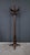 Early 20th Century Parrot Coat Rack in Beechwood, 1890s For Sale - Image 14 of 18