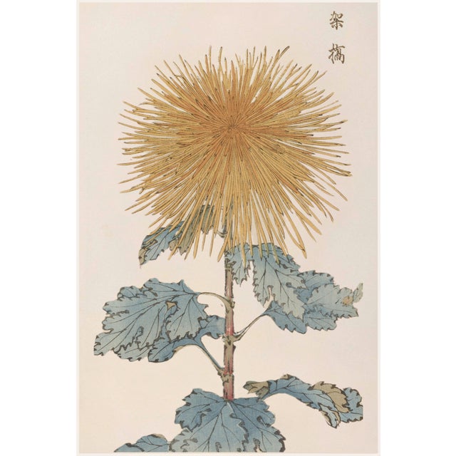 Golden Mum by Hasegawa, Vintage Japanese Botanical Art Print, 36" X 54" For Sale