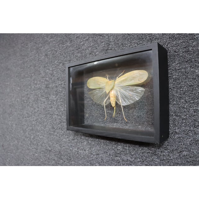 Framed Giant Katydid Shadow Box Specimen Display For Sale - Image 4 of 9