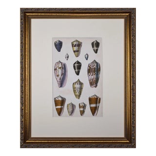 19th Century Antique Hand-Colored Shell Engraving by Goldsmith For Sale
