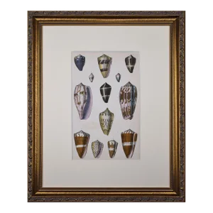 19th Century Antique Hand-Colored Shell Engraving by Goldsmith