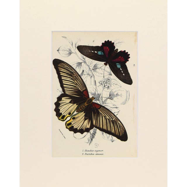 19th Century chromolithograph published 1894-97, London for "Lloyds's Natural History. " Edited by R. Bowdler Sharpe, W....