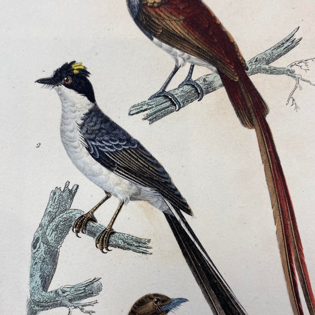 18th Century French Antique 18th Century Bird Engraving Hand Colored Signed Artwork For Sale - Image 5 of 11