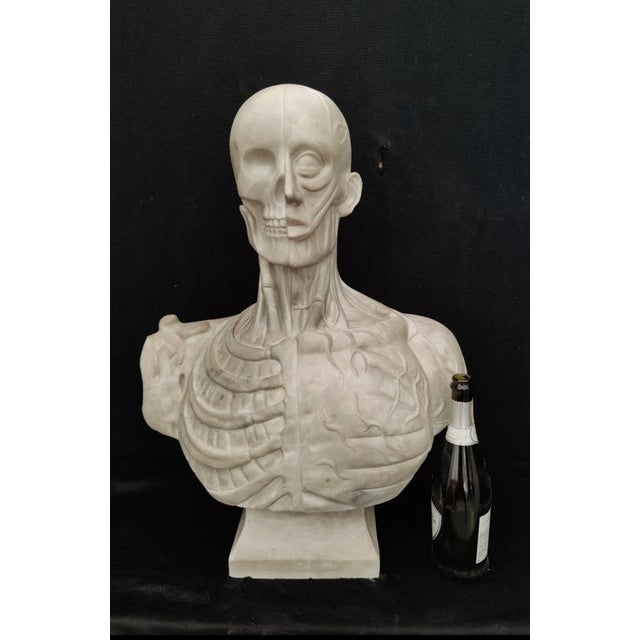 Jean-Antoine Houdon, Anatomical Bust from the Houdon Model, Carrara Marble For Sale - Image 5 of 12