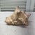 Vintage Natural Conch Shell For Sale - Image 6 of 7