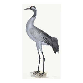 Common Crane Plate 02 by Olof Rudbeck (Cfa-Wd) For Sale