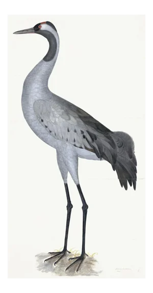 Common Crane Plate 02 by Olof Rudbeck (Cfa-Wd)