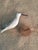 Late 20th Century Vintage Small Long-Billed Shore Bird For Sale - Image 5 of 7
