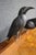 Folk Art Crow Decoys – Set of Three For Sale - Image 4 of 18