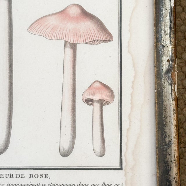 Illustration French Botanical Mushroom "L'Argaric Couleur De Rose" Illustration From 1700's, Antique Framed Etched Botany Art For Sale - Image 3 of 12