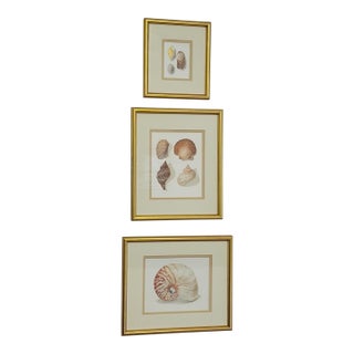 Set of Three Seashell Paintings, Framed For Sale