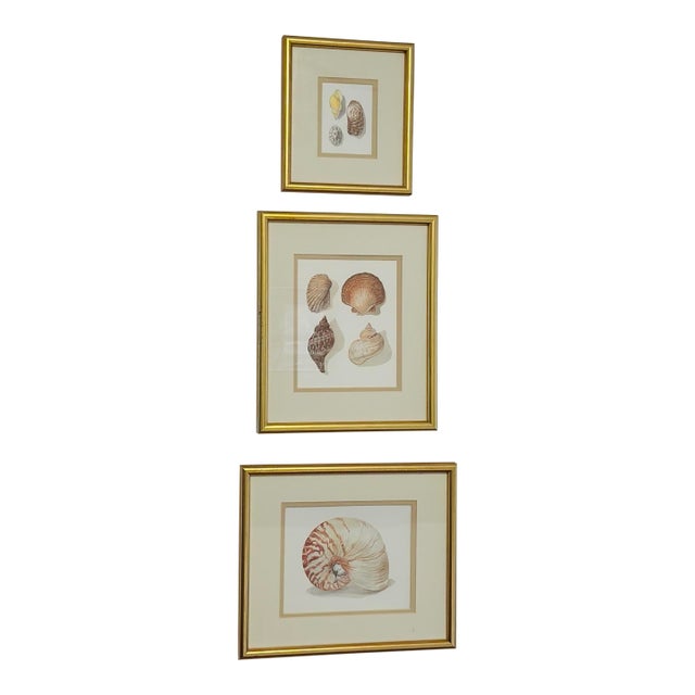 Set of Three Seashell Paintings, Framed For Sale
