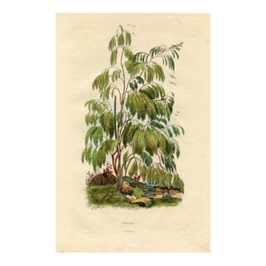 Plocama Botanical Print, Antique Natural History Print, 1830s, France, Original Hand Colored Engraving