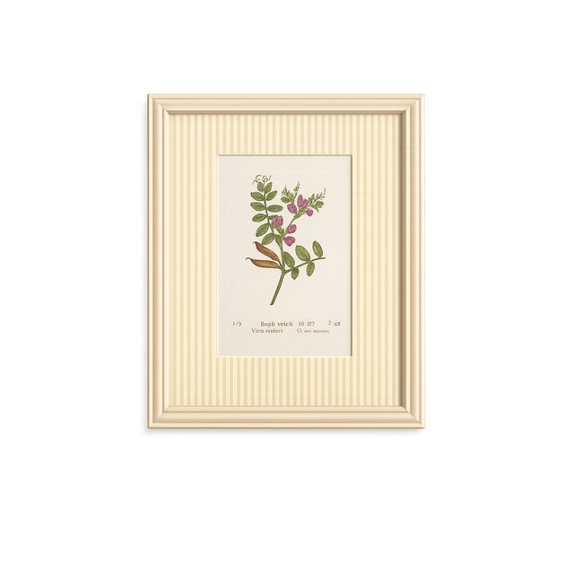 1900 - 1909 Set of Twelve Antique Alpine Botanical Chromolithographs Circa 1909 in Custom Frames. For Sale - Image 5 of 15