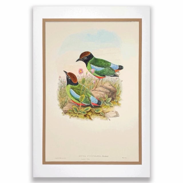 19th Century Rare Gould Pattern Pair | Hand-Colored Pitta Lithographs From John Gould’s Birds of Asia - Set of 2 For Sale - Image 9 of 13