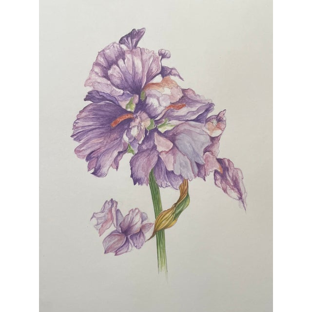 Gorgeous framed, under glass and matted botanic watercolor. Signed P. Montgomerie. Purple iris or similar flower. Gilt...