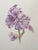 Gorgeous framed, under glass and matted botanic watercolor. Signed P. Montgomerie. Purple iris or similar flower. Gilt...