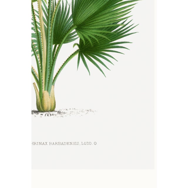Fan Palm Botanical Study, Vintage Art Print Reproduction, 40" X 60" For Sale - Image 10 of 10