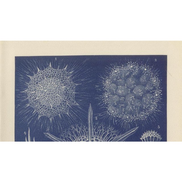 Paper Richard Lydekker, Radiolarians, 1896, Color Process Print For Sale - Image 7 of 9
