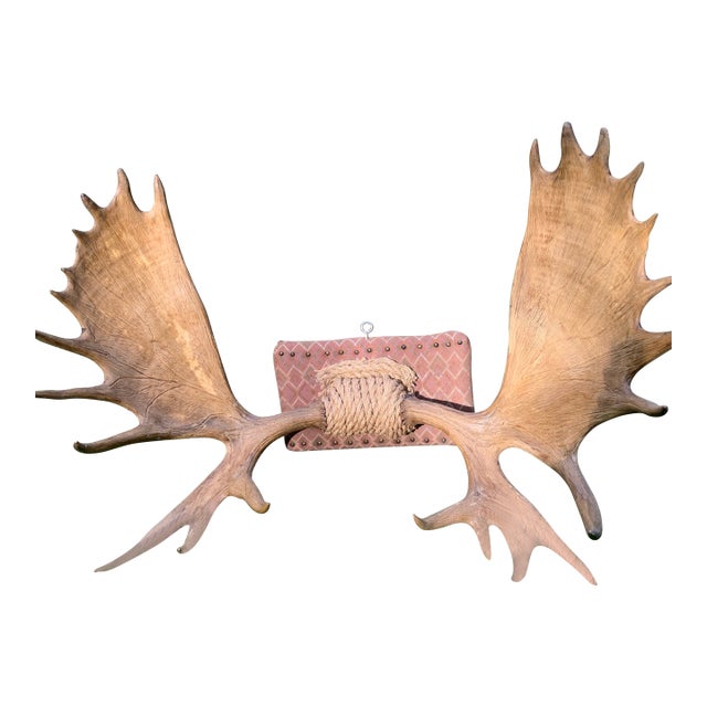 Large Vintage Rustic Moose Antlers Wall Mount For Sale