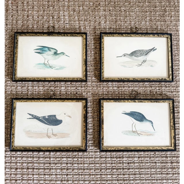 Fantastic set of four framed Alexander Francis Lydon bird prints, believed to be original antique hand-colored engravings...