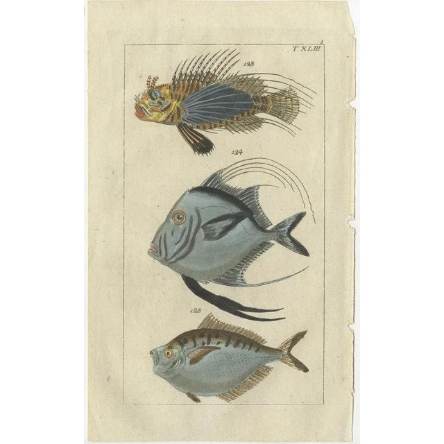 Set of two antique fish prints. Spotfin lionfish, Pterois antennata 123, lookdown, Selene vomer 124, pugnose ponyfish,...