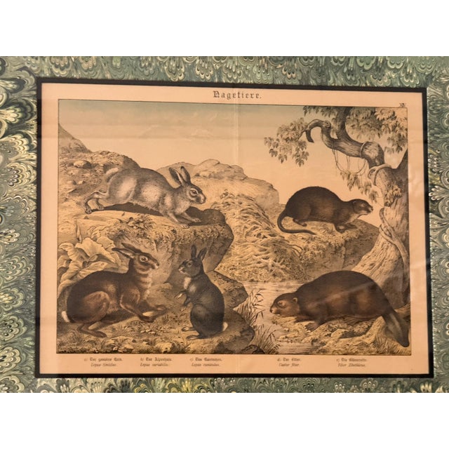 Set of Nine Gotthilf Von Schubert Natural History Chromolithographs For Sale - Image 9 of 17