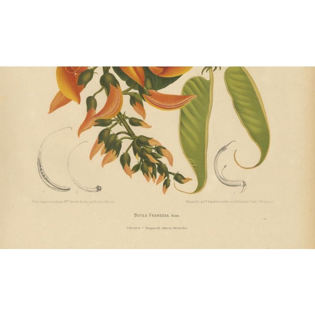 Paper Berthe Hoola van Nooten, Flame of the Forest, 1880, Chromolithograph For Sale - Image 7 of 9