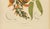 Paper Berthe Hoola van Nooten, Flame of the Forest, 1880, Chromolithograph For Sale - Image 7 of 9