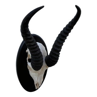 African Springbok Antelope Skull Mount Taxidermy South Africa For Sale