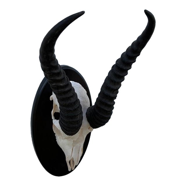 African Springbok Antelope Skull Mount Taxidermy South Africa For Sale