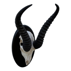African Springbok Antelope Skull Mount Taxidermy South Africa