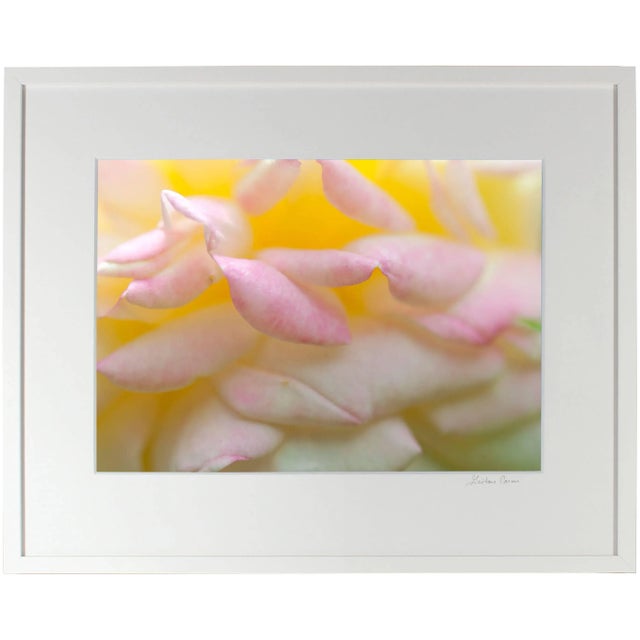 2010s Gaétan Caron "Alchimiste" California Botanical Still Life Photograph, 2014 2014 For Sale - Image 5 of 6