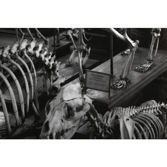 Artist: Matthew Pillsbury Title: Hordes, La Galerie d'Anatomie Comparée, Musée d'Histoire Naturelle Medium: Pigment Ink...