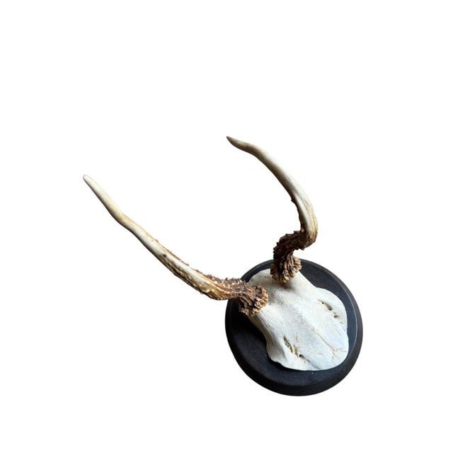 Cabin Roe Deer Trophy 209 Black Forest Antlers Mount For Sale - Image 3 of 5