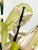 Blush Vintage Shell Sculpture Flower Arrangement in Conch Shell Vase – Mid-Century Coastal Seashell Sculpture For Sale - Image 8 of 11