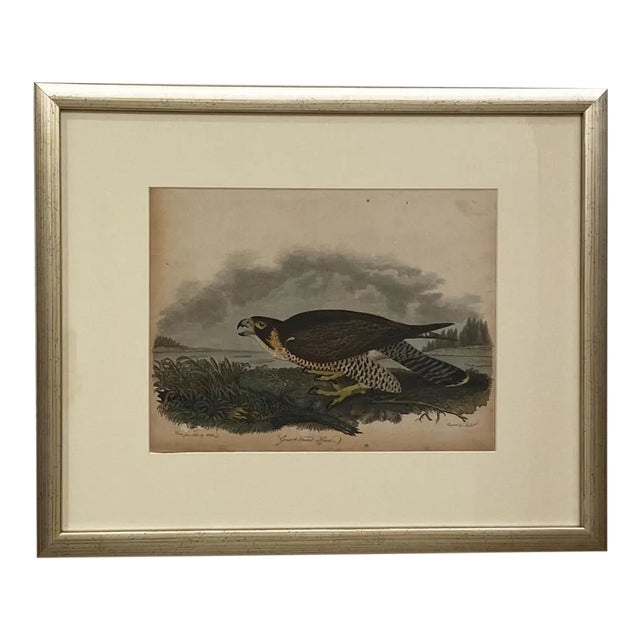 Circa 1810 "Great Footed Hawk" by A. Wilson Engraving, American For Sale