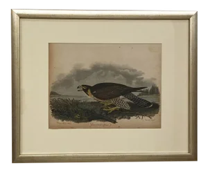 Circa 1810 "Great Footed Hawk" by A. Wilson Engraving, American