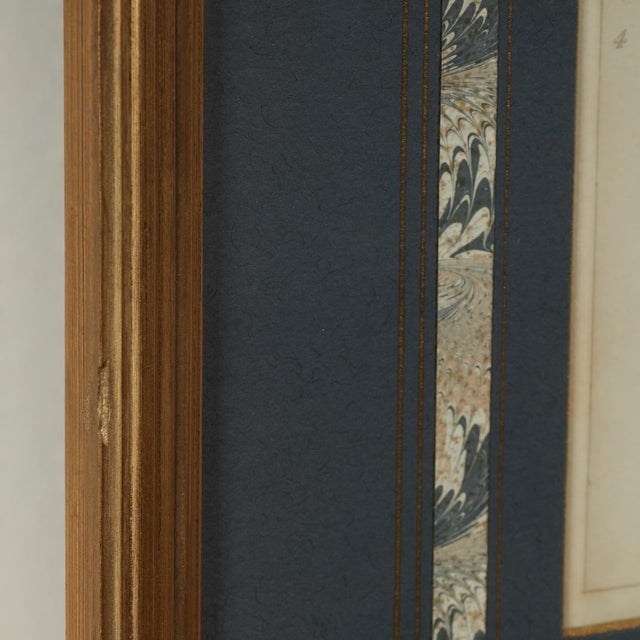 Late 18th Century Set of Eight Antique Hand Colored Seashell Prints For Sale - Image 5 of 18