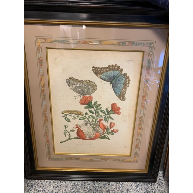 Metal Early 18th Century Maria Sibylla Merian Insects of Surinam Hand-Colored Copper-Plate Engravings, Framed - Set of 8 For Sale - Image 7 of 13