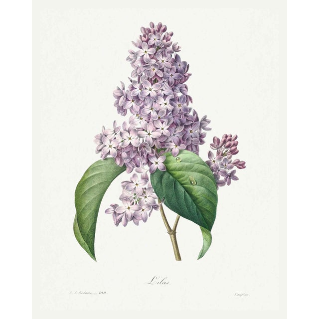 Lilac by Redouté, Vintage Botanical Art Print, 16" X 20" For Sale