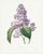 Lilac by Redouté, Vintage Botanical Art Print, 16" X 20" For Sale