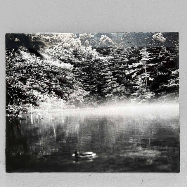 Noriko Saito, Japanese Forest Landscape, 1980s, Photographic