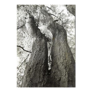 Curving Tree Photograph For Sale