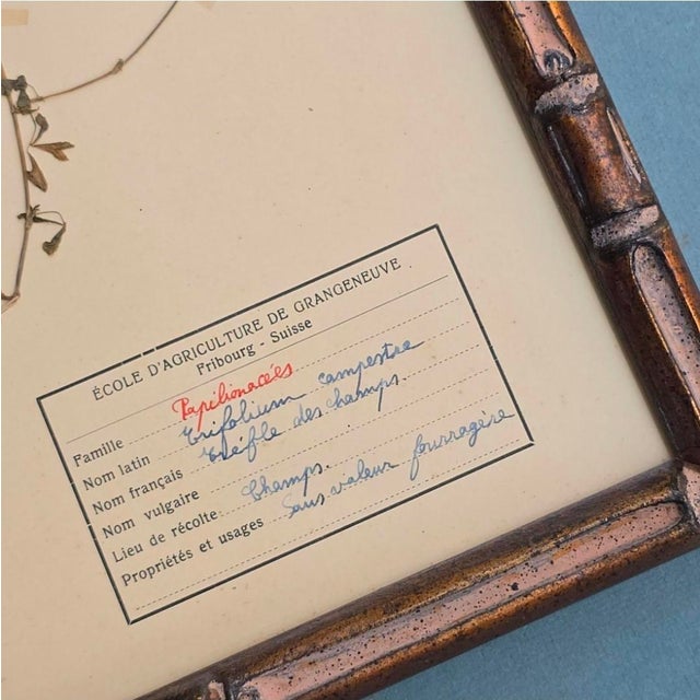 Swiss Herbarium Panels from École Dagriculture de Grangeneuve, 1920s, Set of 4 For Sale - Image 14 of 18