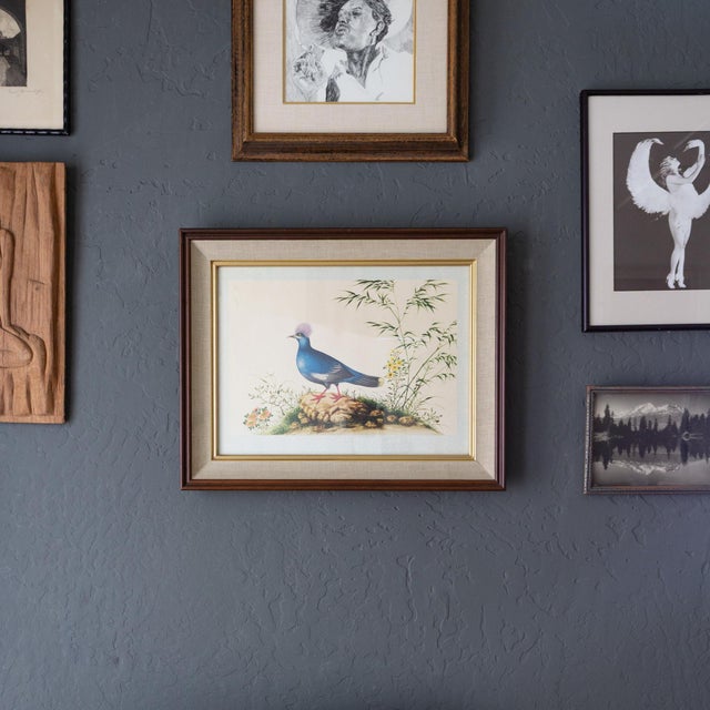 Figurative Framed Audubon Style Mid Century Bird Print of a Blue Crowned Pigeon For Sale - Image 3 of 10