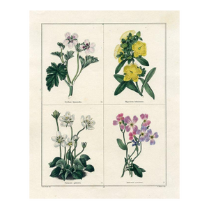 1829, St. Johns Wort Botanical Print, the Botanic Garden, Original Antique Botanical Print, Engraving, Hand Colored, England