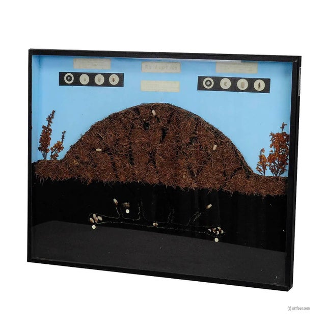 School Teaching Display Anthill of the Horse Ant For Sale - Image 4 of 4